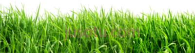 绿色青草,pasto PNG