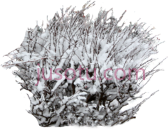 严寒天气小树,雪 PNG