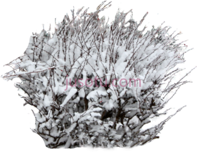 严寒天气小树,young bush covered in snow perfect an outdoor PNG