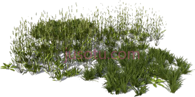 草地,view in my grass rendering PNG