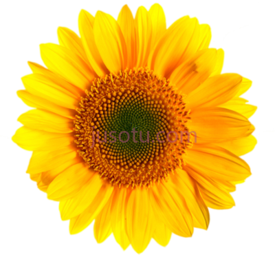 向日葵,sunflower PNG