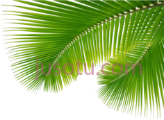 棕榈叶PNG
