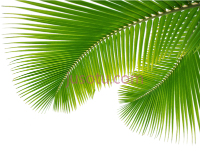棕榈叶,icons palm leaves PNG
