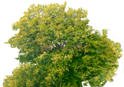 树,tree plan top PNG