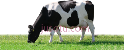 母牛,artisan dairy ice cream PNG