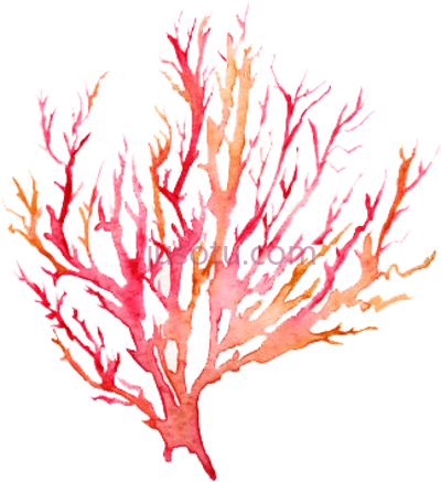 珊瑚水彩,coral watercolor PNG