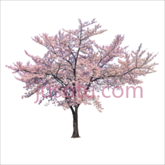 樱花枝PNG