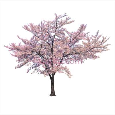 樱花枝,blossom cherry trees branch file PNG