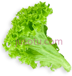 生菜PNG