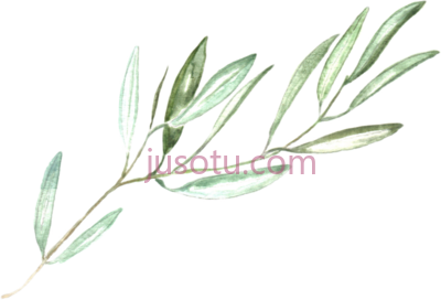 橄榄枝,olive branch PNG