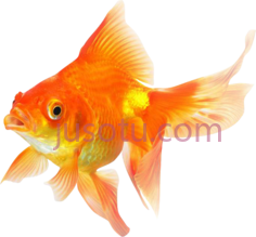 金鱼PNG