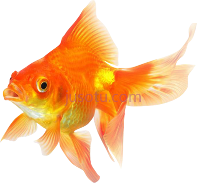 金鱼,goldfish PNG