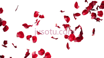飘落玫瑰花瓣,falling rose petals PNG