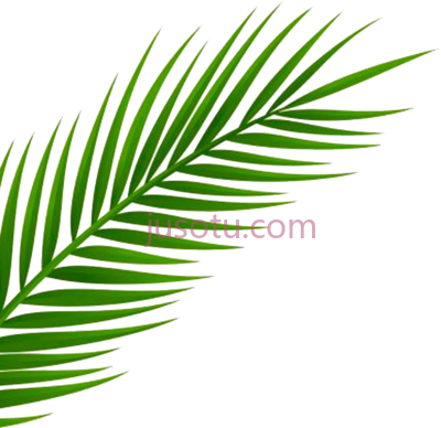棕榈叶,inspired by a recent trip to miami our creative PNG