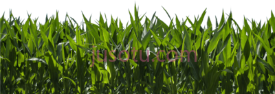 玉米田,corn field farm & blue sky PNG