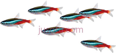 鱼群,school fish PNG