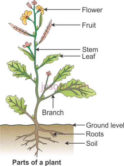 树木构成,draw a diagram to show parts a plant and label PNG