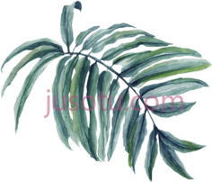 棕榈枝PNG