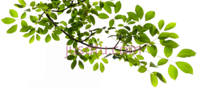 树枝,tree branch PNG