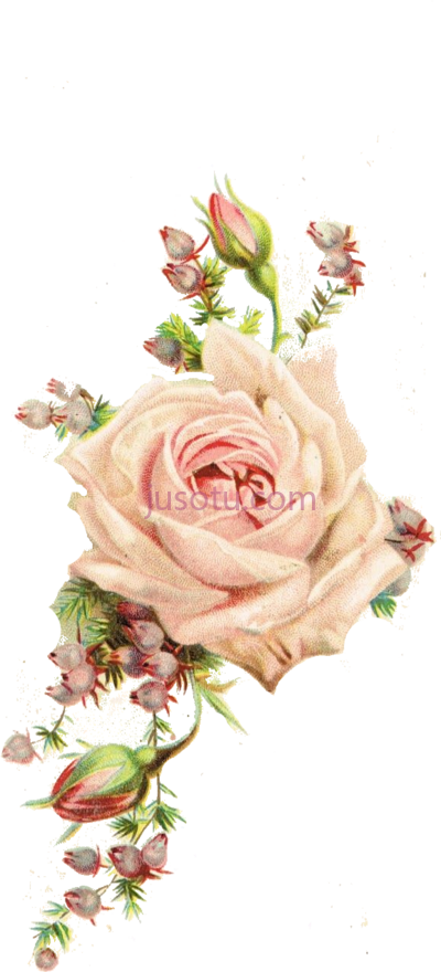 玫瑰花,roses vintage flowers PNG