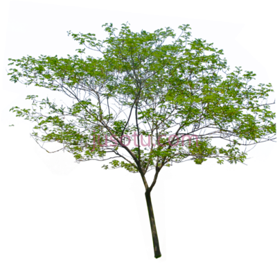 棕榈树,palm tree PNG