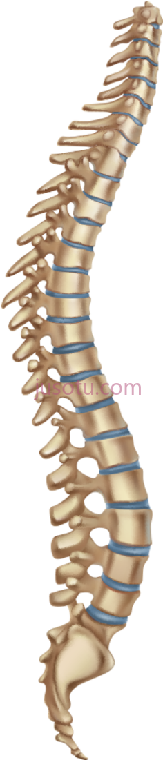 人体骨骼脊柱, PNG