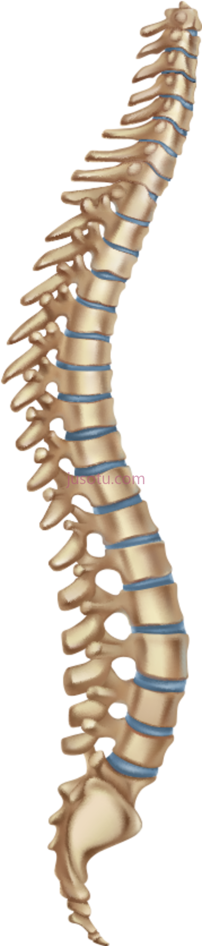 人体骨骼脊柱,human skeleton spine PNG