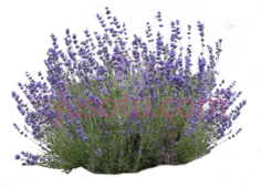 薰衣草PNG