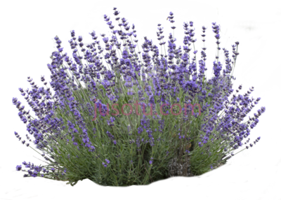 薰衣草,lavender bush white english PNG