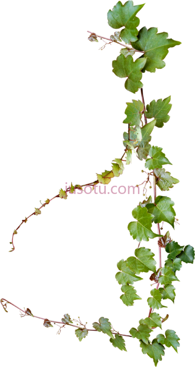 葡萄藤,grape vines creative common PNG