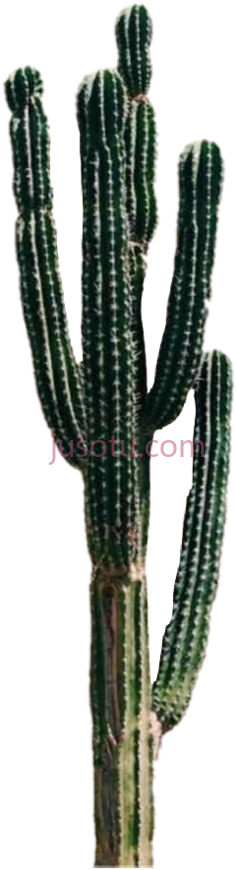 仙人掌PNG