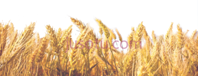 麦田,wheat field PNG