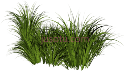 海滩草,beach grass PNG
