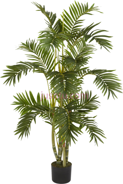 盆上棕榈树,palm tree on pot PNG