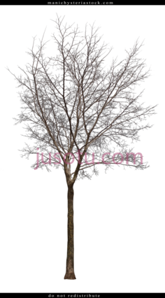 光秃树, PNG