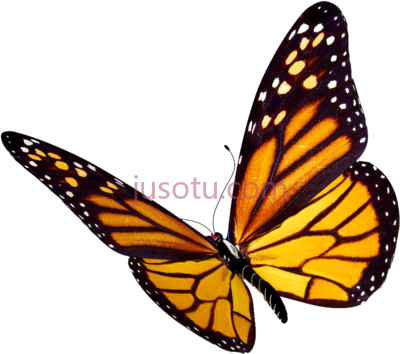 蝴蝶,monarch butterfly at get PNG