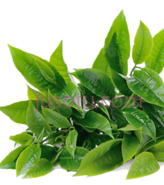 绿茶PNG
