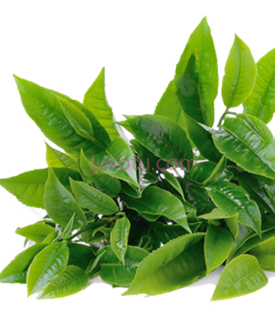绿茶,green tea body butter PNG