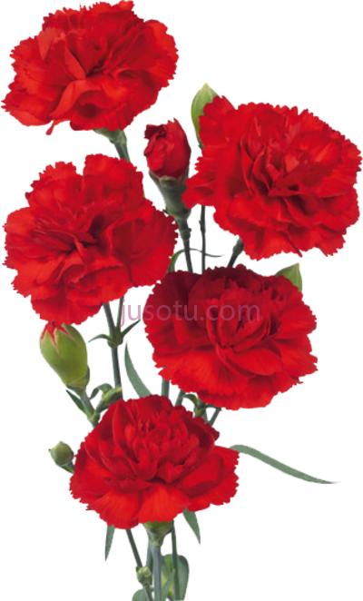 红色康乃馨,red carnations PNG