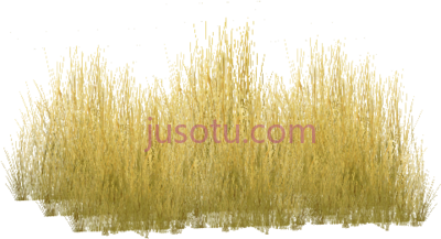 黄草,tall grass savannah PNG