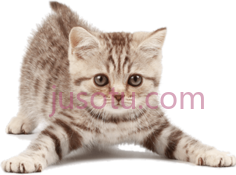 小猫宠物,动物 PNG
