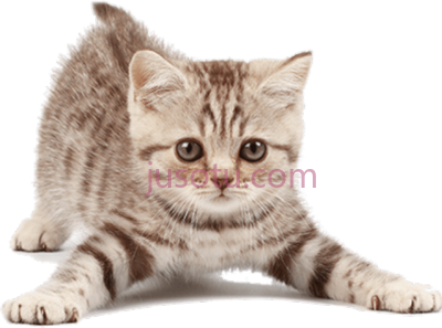 小猫宠物,kitten petstages green magic boomerang buddy cat toy PNG