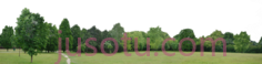 树林,trees a lot PNG