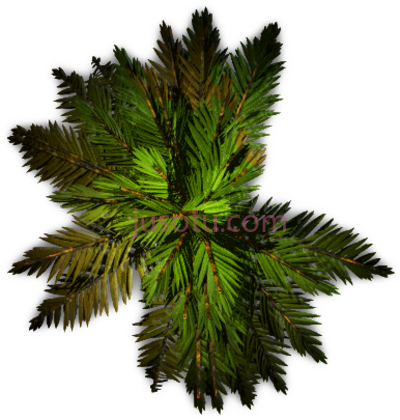 棕榈树,palm tree plan PNG