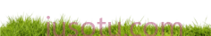草地PNG