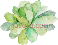 水彩多叶,succulents clear PNG