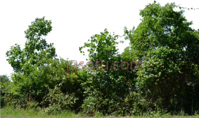 绿树,row bushes banner PNG