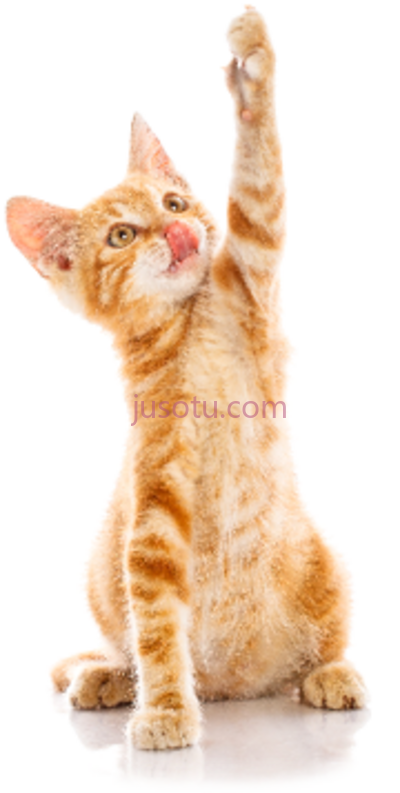 快乐猫,happy cat PNG