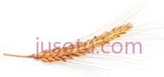 小麦,粮食 PNG