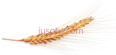 小麦,espigas de trigo doradas PNG